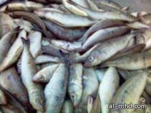 ضبط وافد يقوم بتوزيع «240» كيلوغرام من الأسماك الفاسدة على مطاعم الرياض 