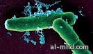 دراسة : 10 آلاف بكتيريا تصاحب الإنسان