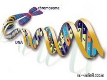 هيئة كبار العلماء تعترف بـ"الحمض النووي"