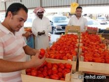 أسعار الطماطم تصل حد "الجنون" في المدينة المنورة