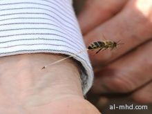 صورة نادرة تفسر سبب موت النحلة عند اللسع