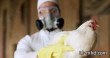 وفاة شاب إندونيسى جراء الإصابة بأنفلونزا الطيور