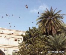 أبو عريش: الخفافيش تثير الرعب بين سكان "حي السلام"