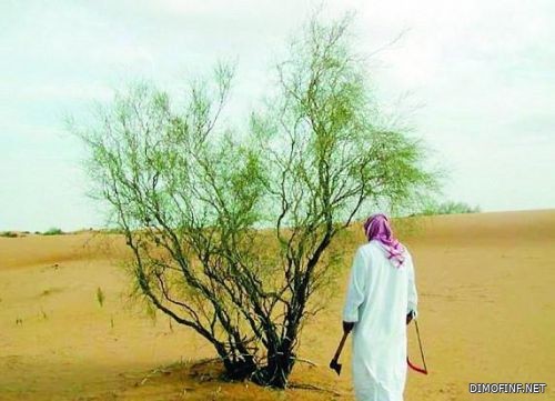 “الداخلية” تدعو للإبلاغ عن مخالفات قطع الأشجار والمتاجرة بالحطب