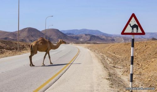 "أمن الطرق" لمالكي الإبل: المرور عبر معابر الجمال أو التنسيق مع الجهات المختصة