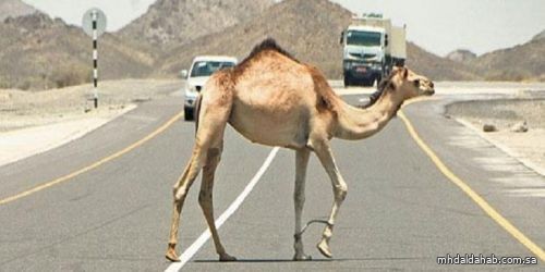 "المرور": إبعاد الحيوانات عن حرم الطريق من مسؤوليات مُلّاكها