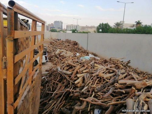 السجن 10 أعوام أو 30 مليون ريال غرامة.. "البيئة" تبدأ تطبيق اللائحة التنفيذية للاحتطاب وتمنح مهلة 6 أشهر لتصحيح الأوضاع
