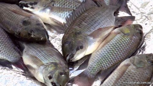"الغذاء والدواء": هذه علامات الاستدلال على الأسماك الطازجة