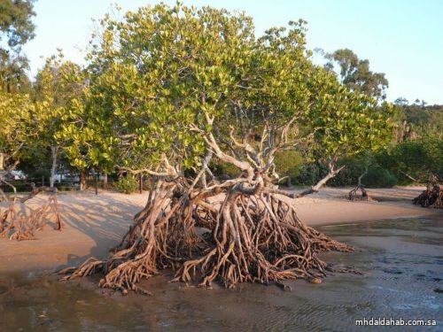 سواحل المملكة تعزز تنوعها البيئي بزراعة 14 مليون شجرة شوري “المانجروف” بنهاية العام الجاري