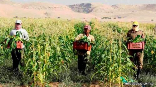 “البيئة” تطلق خدمة طلب العمالة المؤقتة إلكترونيًا لدعم وتمكين المزارعين