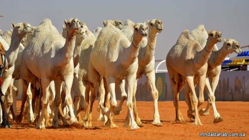"البيئة": ربط منصة ترقيم الإبل مع أمن الطرق.. وترقيم أكثر من 212 ألف رأس خلال 12 شهرًا