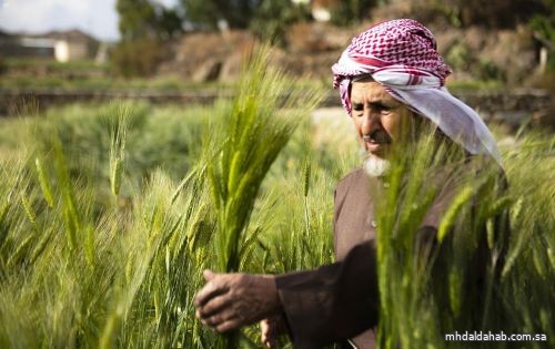 المؤسسة العامة للحبوب تستكمل صرف مستحقات مزارعي القمح المحلي