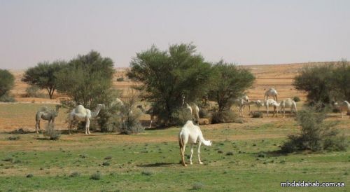 "البيئة": المراعي الطبيعية تغطي 73% من مساحة المملكة