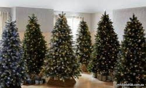 "الجمارك": يُمنع استيراد شجرة "الكريسماس"