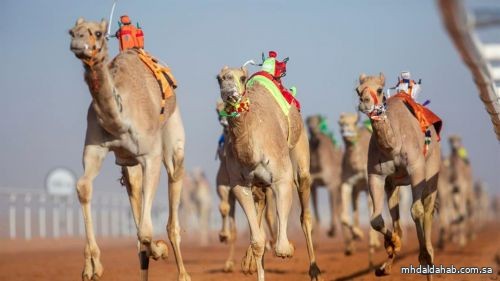 إيقاف إقامة الحفلات والمناسبات في مهرجان الملك عبدالعزيز للإبل