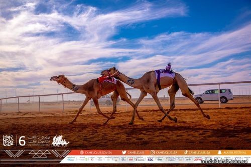 زخم كبير صاحب التنافس بينهما.. "الدبوس" يتفوق على ابن دغيثر في فئة بيرق المؤسس بمهرجان الإبل