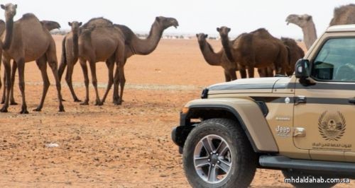 إيقاف (17) مخالفًا لنظام البيئة لارتكابهم مخالفات رعي