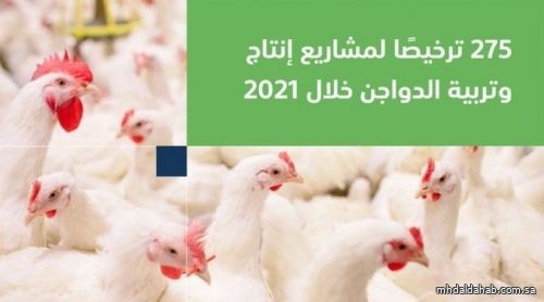 «البيئة» تصدر 275 ترخيصًا لمشاريع إنتاج وتربية الدواجن خلال 2021