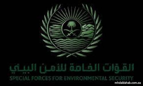 القوات الخاصة للأمن البيئي توقف (174) مخالفًا لنظام البيئة لارتكابهم مخالفات رعي
