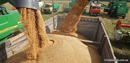 مصر تعلن اعتماد الهند دولة منشأ جديدة لاستيراد القمح