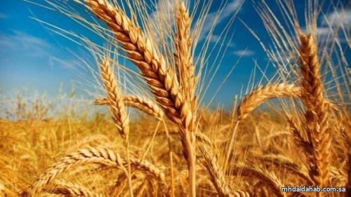 "الشورى" يدعو "البيئة" للنظر في إعادة مشروع زراعة القمح في المملكة بما يحقق الاكتفاء الذاتي