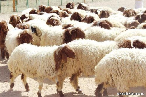"البيئة" تعلن وصول مليون رأس من الماشية للهدي والأضاحي عبر ميناء جدة
