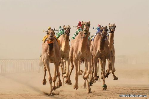 الطائف تشهد انطلاق مهرجان ولي العهد للهجن في الـ23 من يوليو الجاري