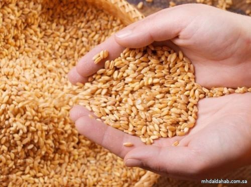 "الحبوب" تصرف الدفعة التاسعة لمزارعي القمح بقيمة 40 مليون ريال