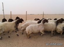 مواطن يشتري خروفاً من تاجر كويتي بـ"مليون ريال" بحفر الباطن