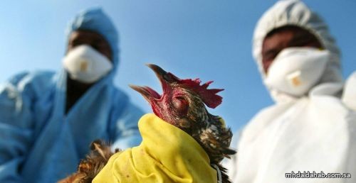 «الصحة العالمية» تعلن عن إصابات بين الثديات بإنفلونزا الطيور