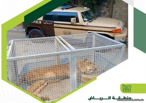 "الأمن البيئي" يسيطر على "أسد" طليق بأحد أحياء الرياض