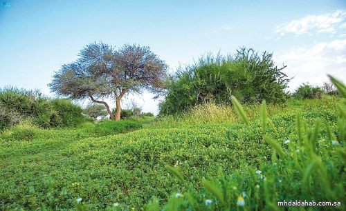 هيئة تطوير محمية الإمام عبدالعزيز الملكية: ضبط 260 مخالفة بيئية في مايو