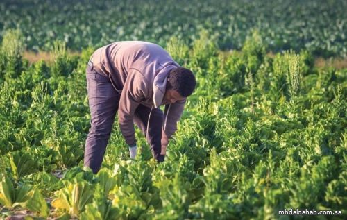 "البيئة": 1.5 مليون طلب للعمالة الزراعية بنهاية مايو