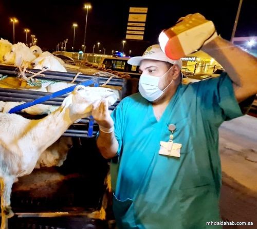 "البيئة": وصول أكثر من مليوني رأس من الماشية إلى ميناء جدة الإسلامي