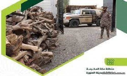 "الأمن البيئي" يضبط شخصين في مكة والمدينة.. قطعا الأشجار وخزّنا الحطب