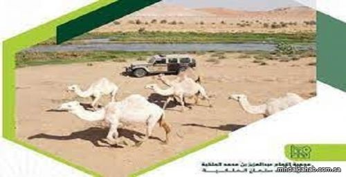 ضبط 73 مخالفًا لنظام البيئة لارتكابهم مخالفات رعي في محميتين
