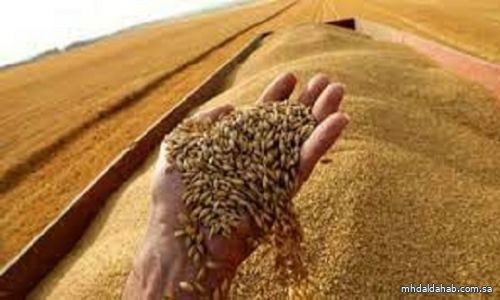 توقعات بارتفاع أسبوعي لأسعار القمح بأكثر من 9 %