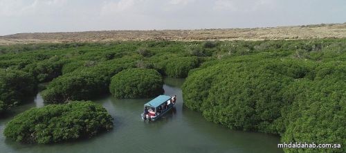 "الغطاء النباتي": المملكة تستهدف زراعة 100 مليون شجرة خلال السنوات المقبلة