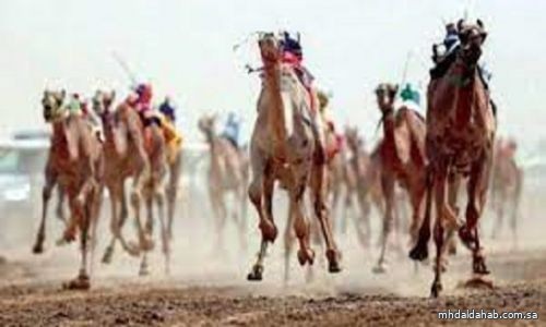 تحت رعاية ولي العهد.. غداً انطلاق النسخة الخامسة من مهرجان سموه للهجن بالطائف