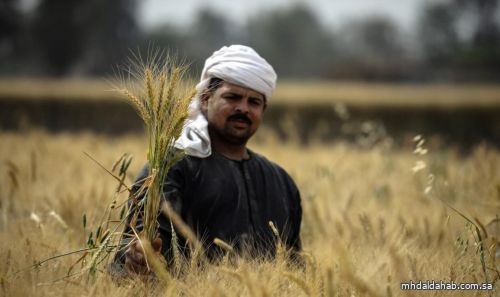 الاحتياطيات الاستراتيجية من القمح في مصر تكفي 5 أشهر