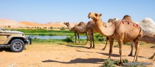 ضبط 64 مخالفًا لنظام البيئة لارتكابهم مخالفات رعي
