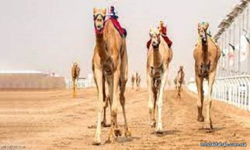 إقامة مهرجان خادم الحرمين للهجن في فبراير المقبل