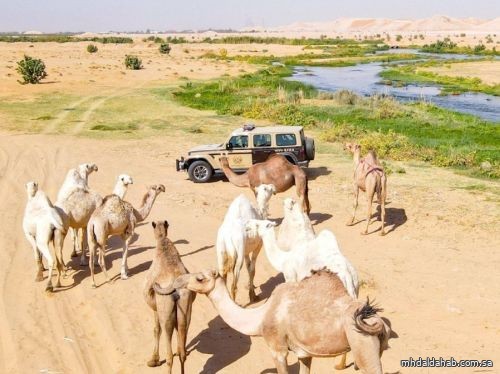 ضبط مخالف لنظام البيئة لارتكابه مخالفة رعي