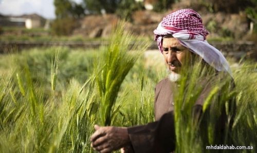 "البيئة": قرار مجلس الوزراء بالسماح بزراعة القمح والأعلاف الموسمية يسهم في استدامة الموارد الطبيعية