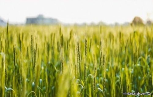 "الأمن الغذائي" تعلن انتهاء موسم شراء القمح المحلي