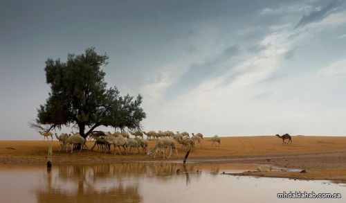 المملكة تسجل رقمًا قياسيًا لمتوسط هطول الأمطار والسيول في 2023م