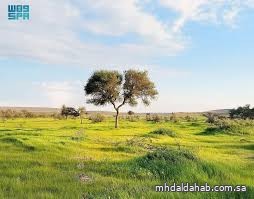 "محمية الإمام تركي" تُسهم في مكافحة العواصف الرملية بالتشجير والتجدد الطبيعي "محمية الإمام تركي" تُسهم في مكافحة العواصف الرملية بالتشجير والتجدد الطبيعي