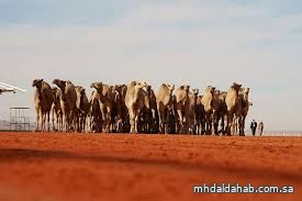 صيف ساخن يسبق انطلاقة النسخة العاشرة من مهرجان الملك عبدالعزيز للإبل في الصياهد صيف ساخن يسبق انطلاقة النسخة العاشرة من مهرجان الملك عبدالعزيز للإبل في الصياهد
