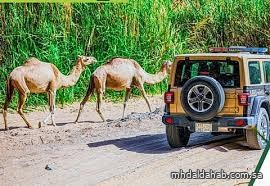 ضبط مواطنًا مخالفًا لنظام البيئة لارتكابه مخالفة رعي في محمية الإمام تركي بن عبدالله