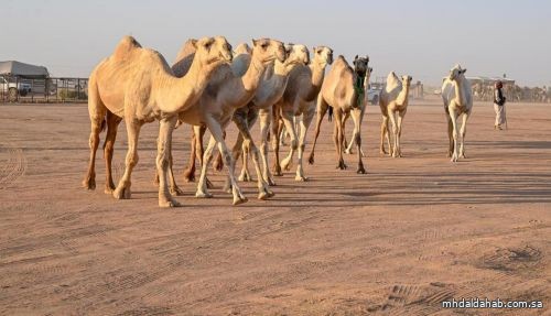 أكثر من 5 ملايين ريال تسجلها القيمة السوقية بمزاد حائل للإبل